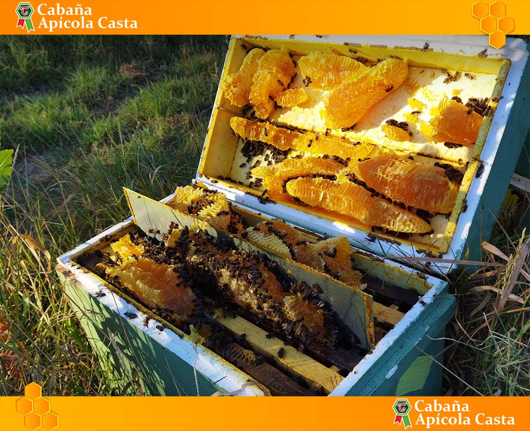 Reinas Fecundadas - Apícola Casta Reinas Fecundadas - Apícola Casta