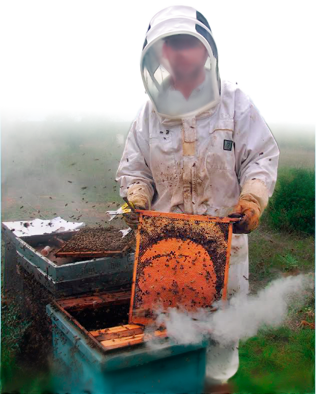 apicultor