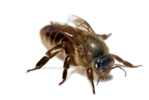 Abeja Reina Apícola Casta Abeja Reina Apícola Casta